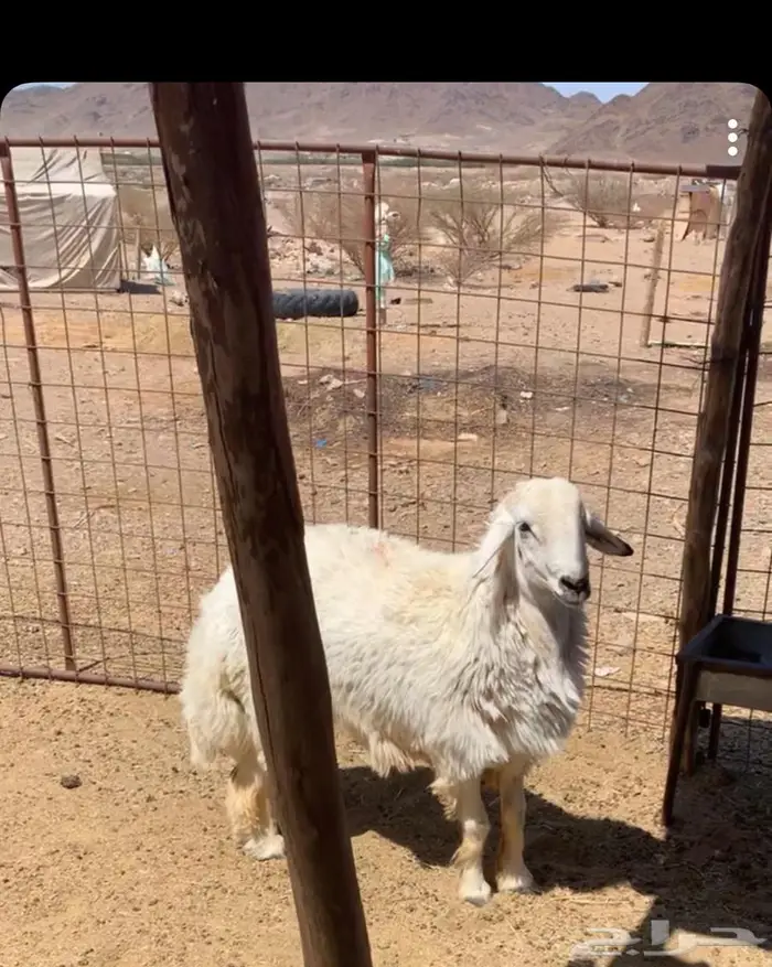 ذبائح المدينة المنورة مع التغليف و التوصيل 10