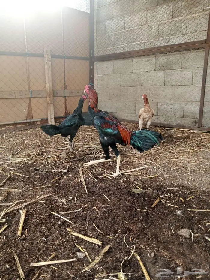 للبيع 4