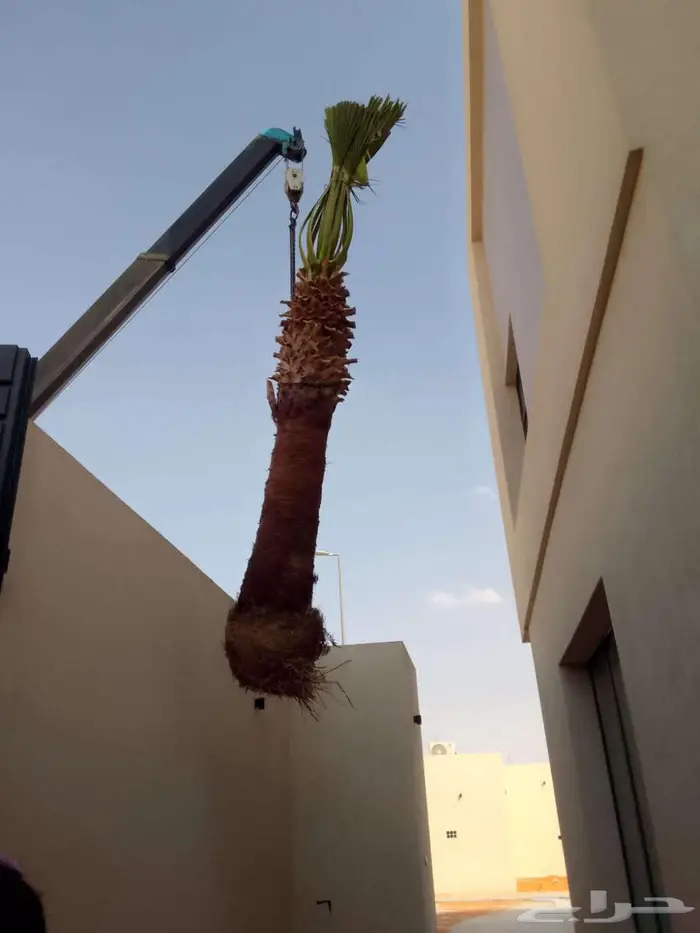 نخل واشنطني زينه بجميع مقاساته وايضا قشع نخيل ونقل وتركيب 0