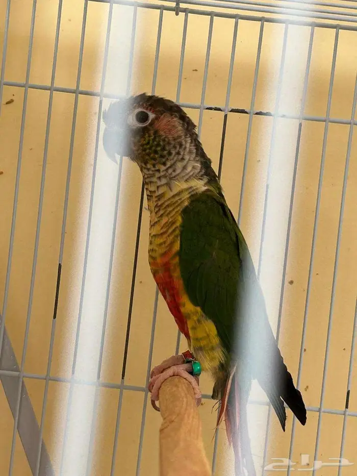 زوج كنيور 3