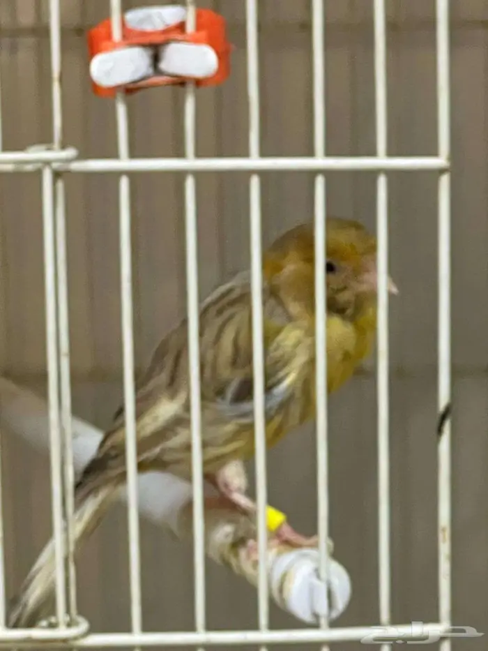 مجموعة طيور كناري منوعة 13