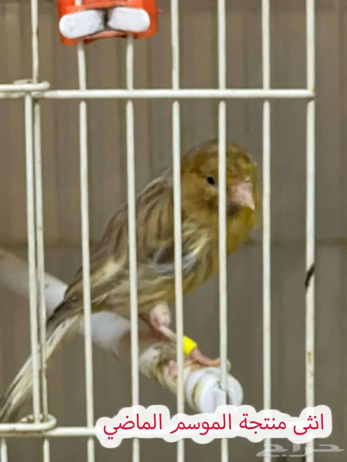 مجموعة طيور كناري منوعة 10