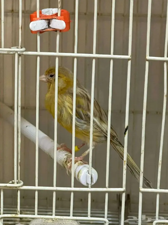 مجموعة طيور كناري منوعة 14