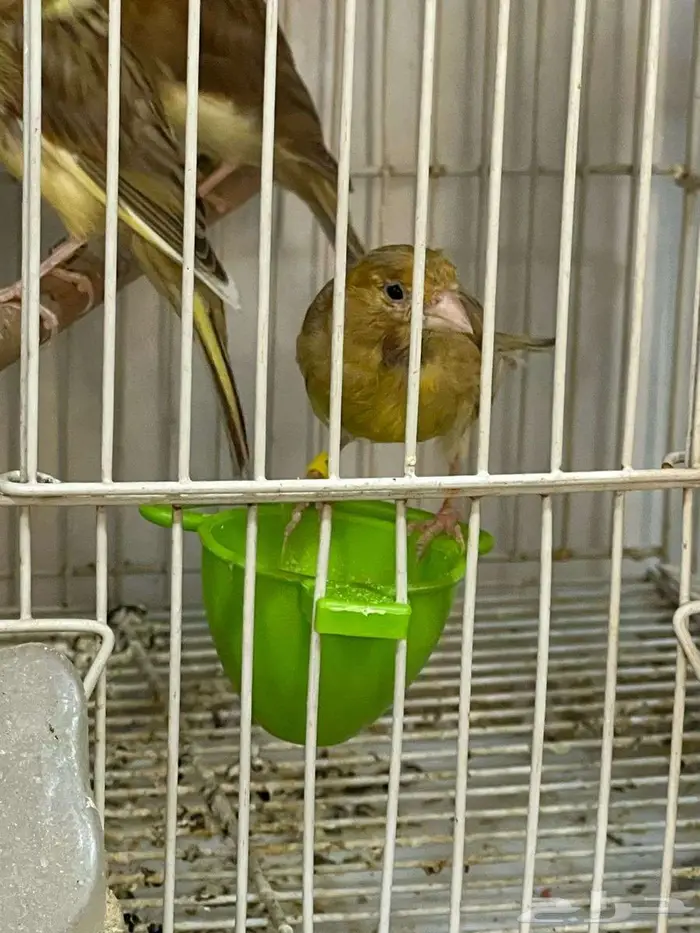 مجموعة طيور كناري منوعة 12