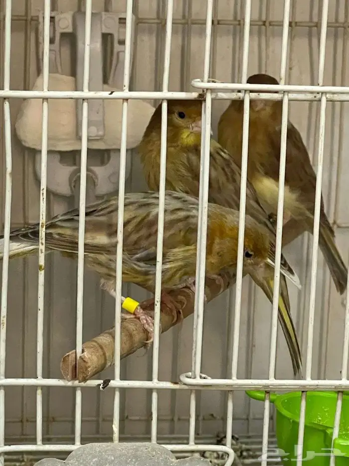مجموعة طيور كناري منوعة 11