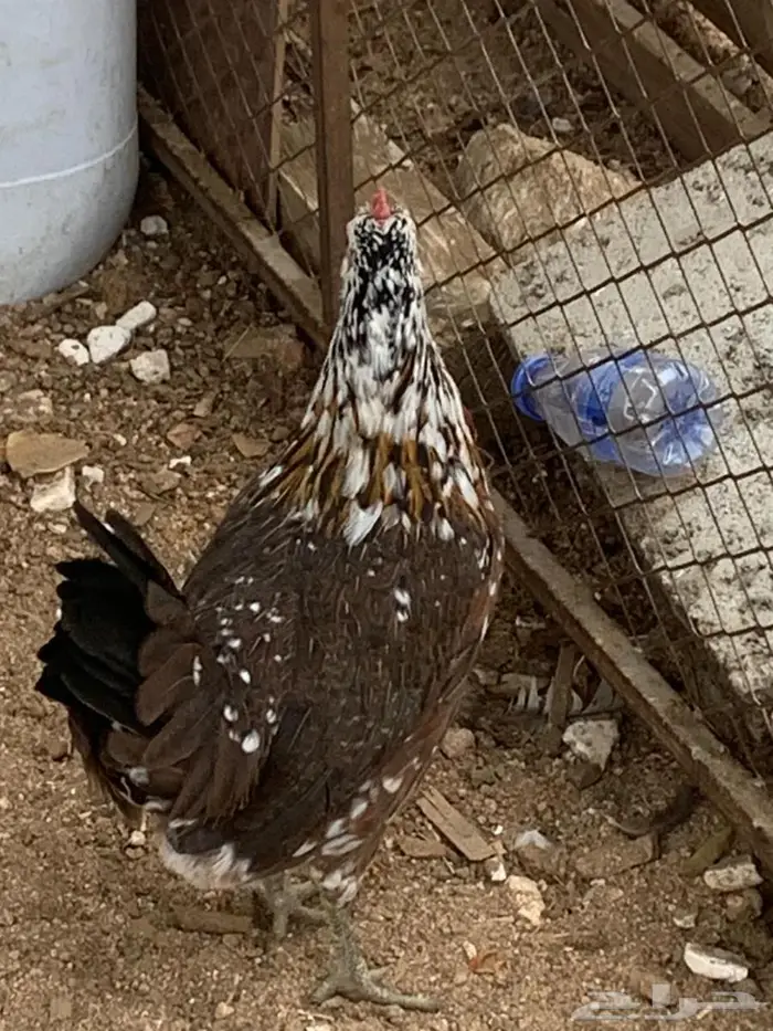 دجاج عربي اصيل 8