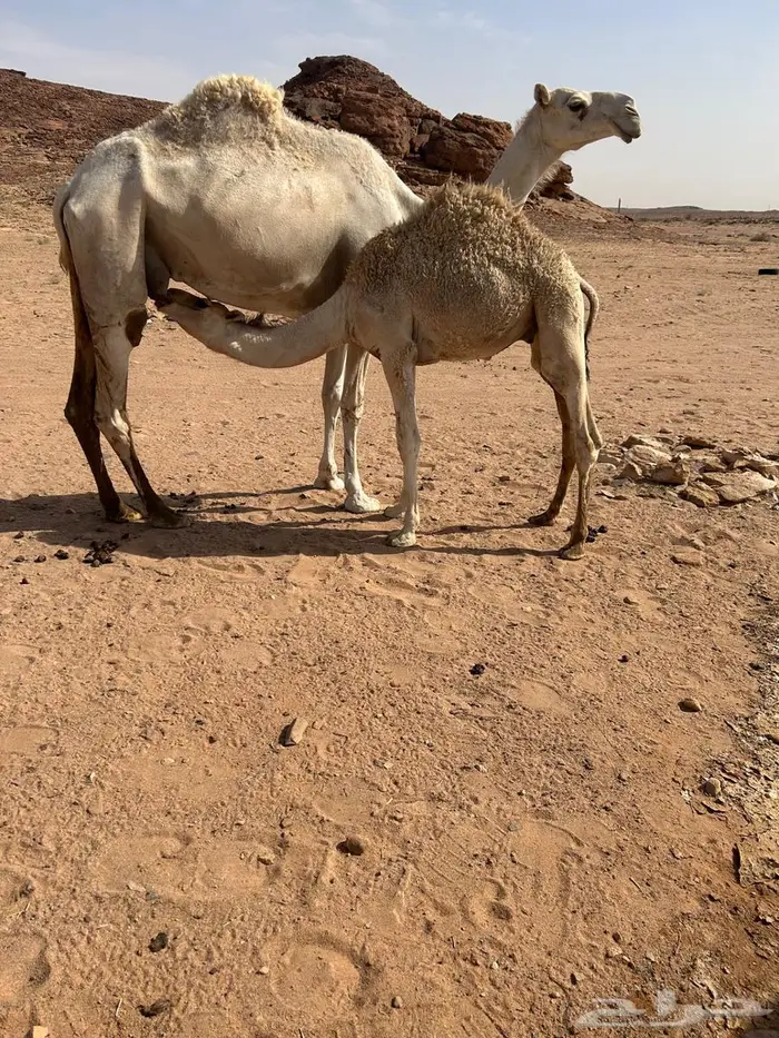 حوار لباني للبيع عمره ست شهور طيب 0