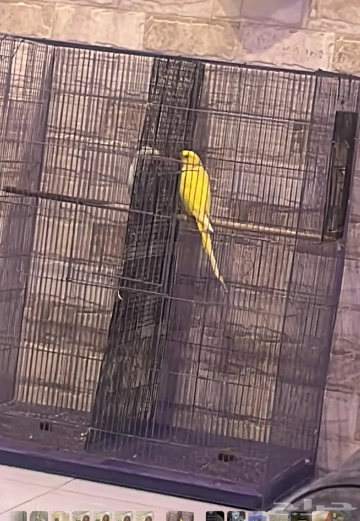 مفقود زوج دره 0