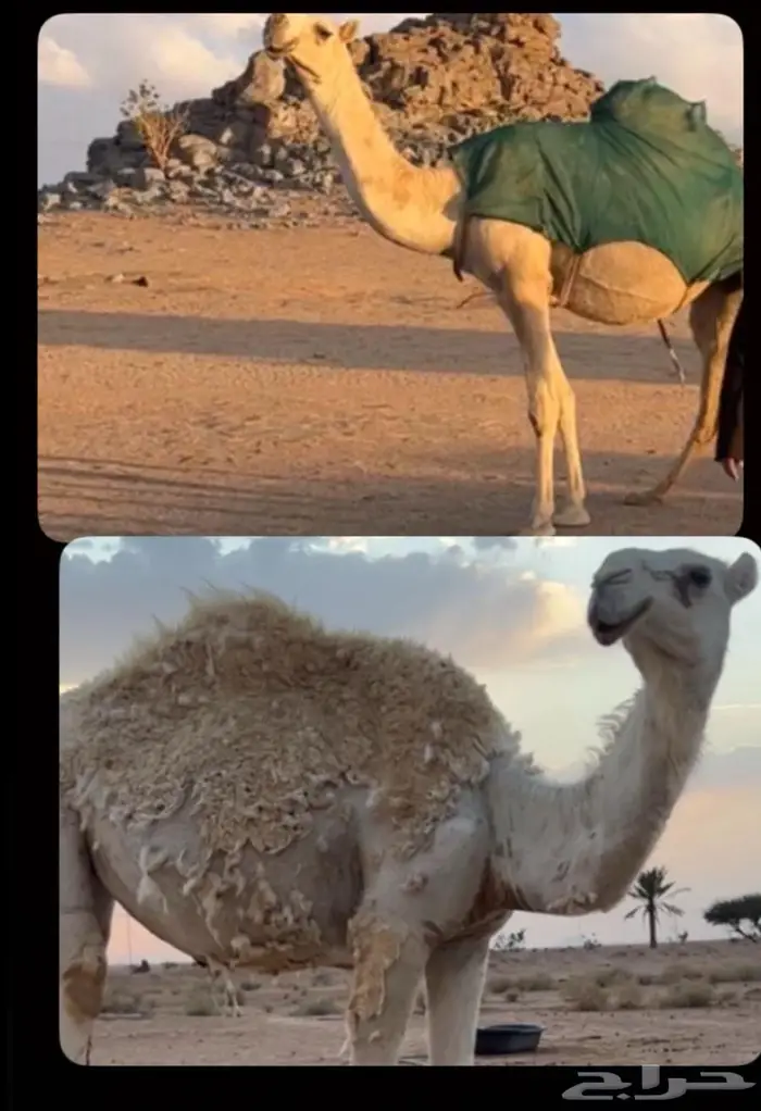 الناقه الوضحا اللقحه منتج 3