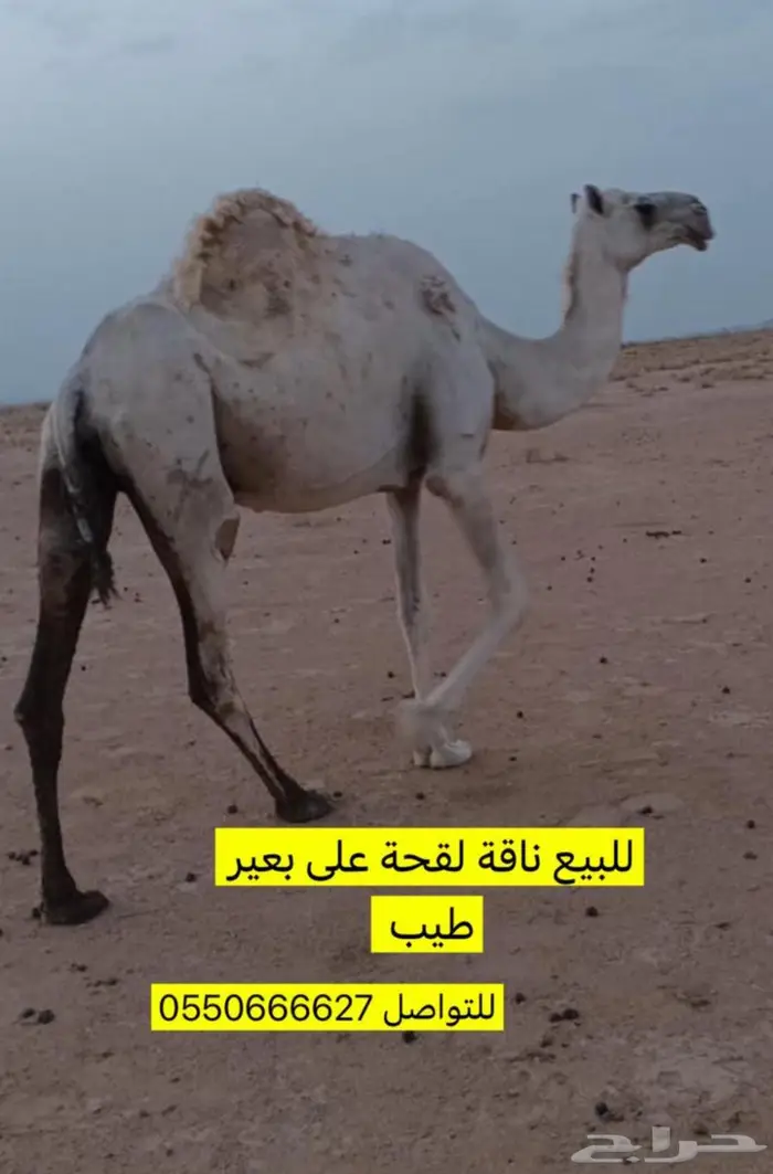 الناقه الوضحا اللقحه منتج 1