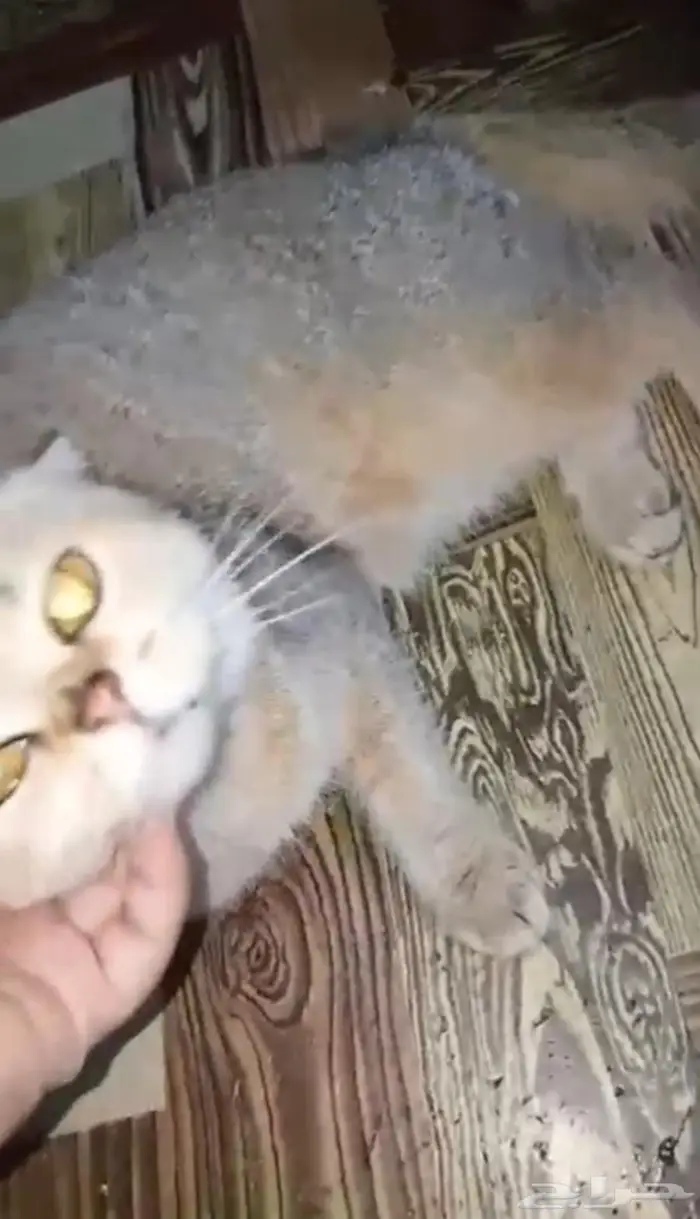 قطوه ضايعه 1