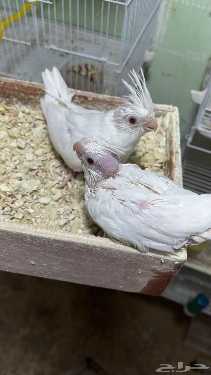 فرخين كروان البينو عيون حمر جمر(تم البيع خارج الموقع) 1