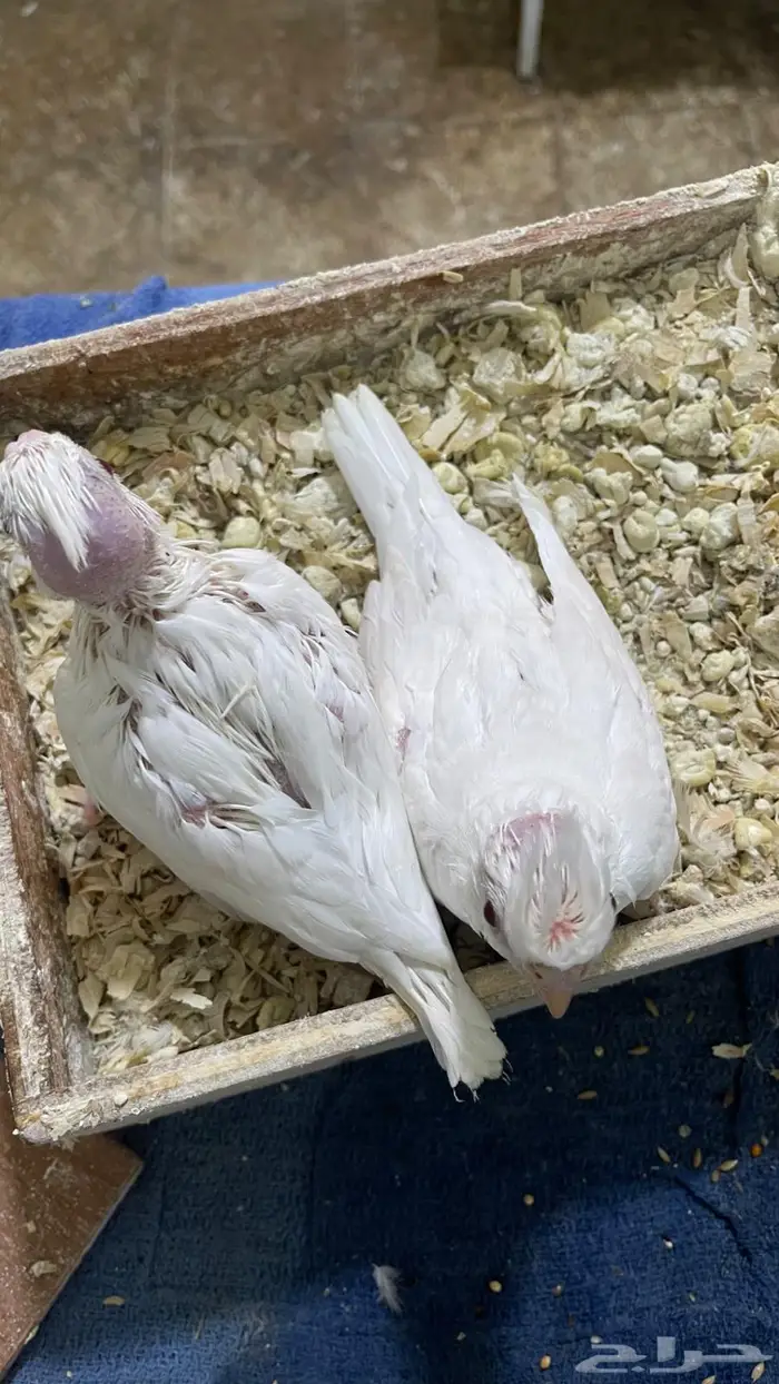 فرخين كروان البينو عيون حمر جمر(تم البيع خارج الموقع) 3