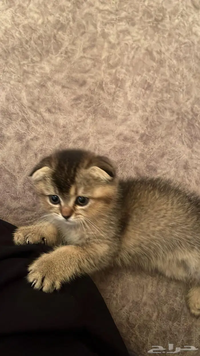 قطط مهجنه شيرازي وسكوتش 1