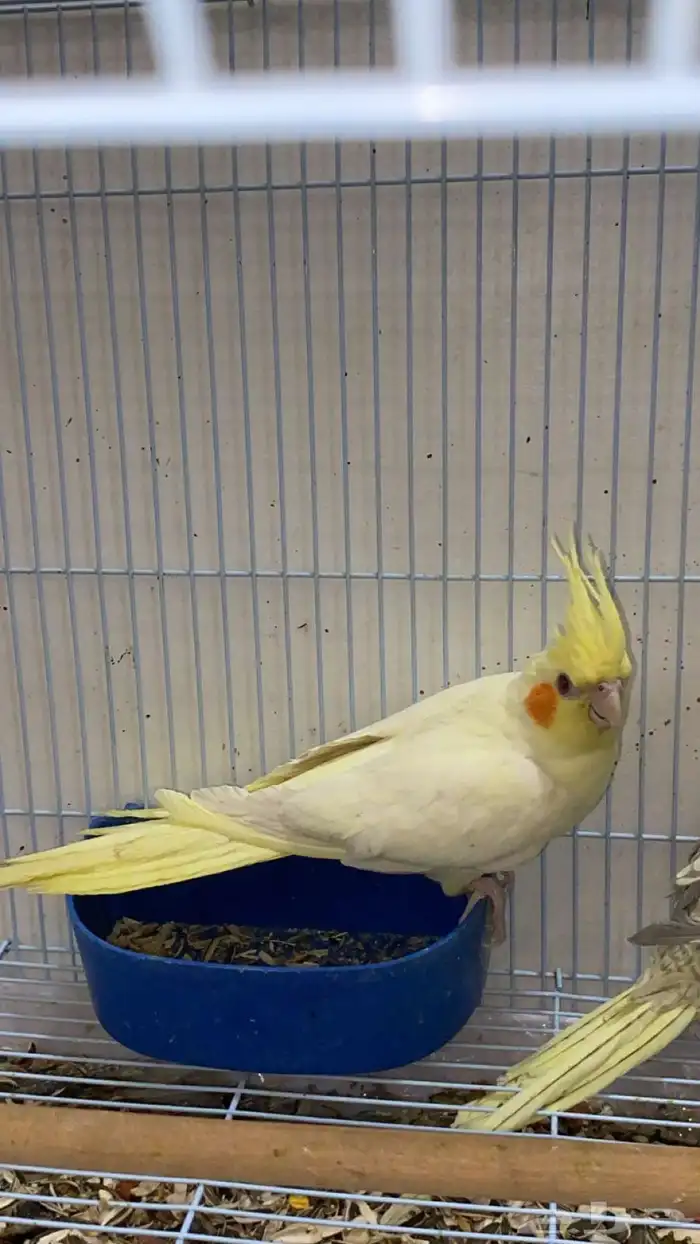 كروان لاتيني 0