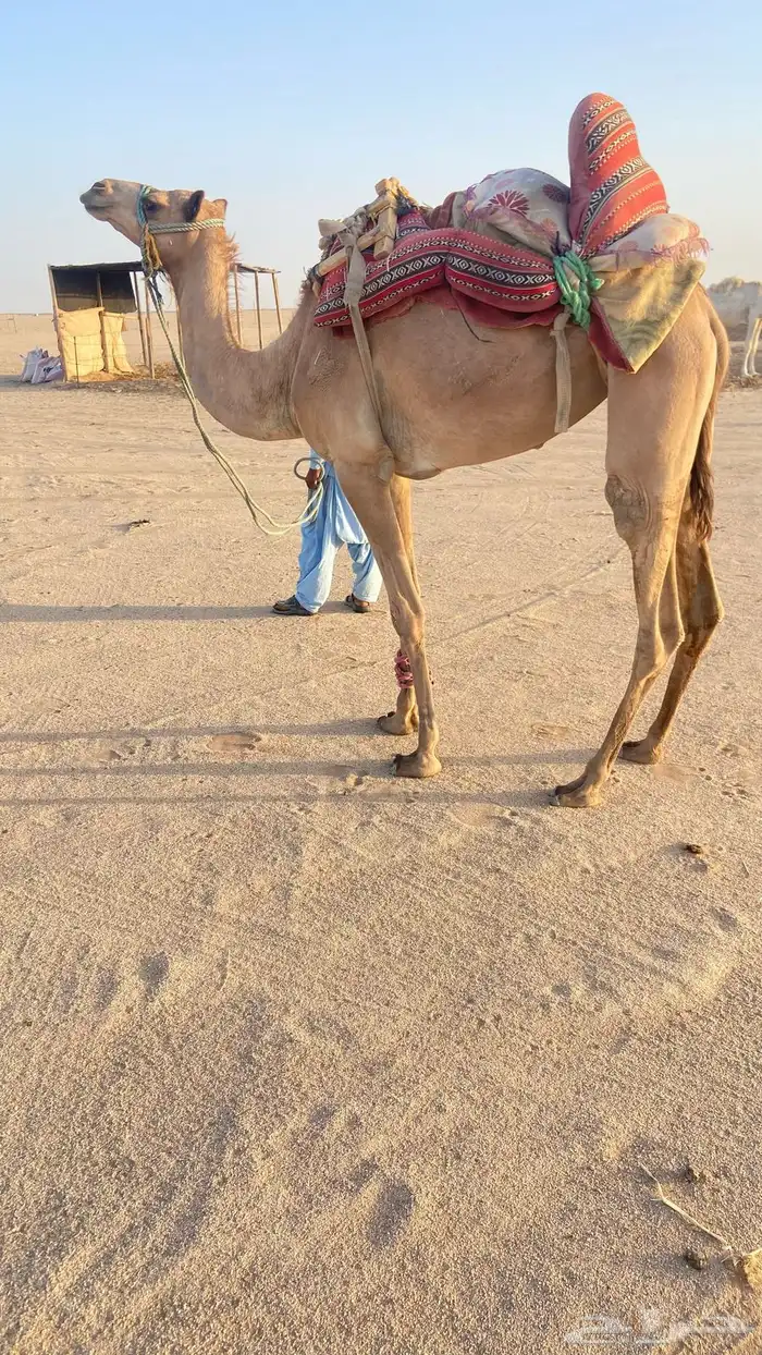 رحول معسوفه اصيل للبيع سن 2