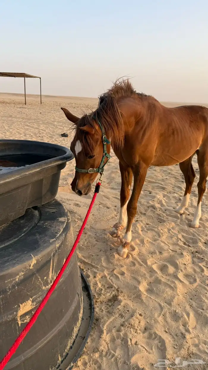 مهر واهو 2