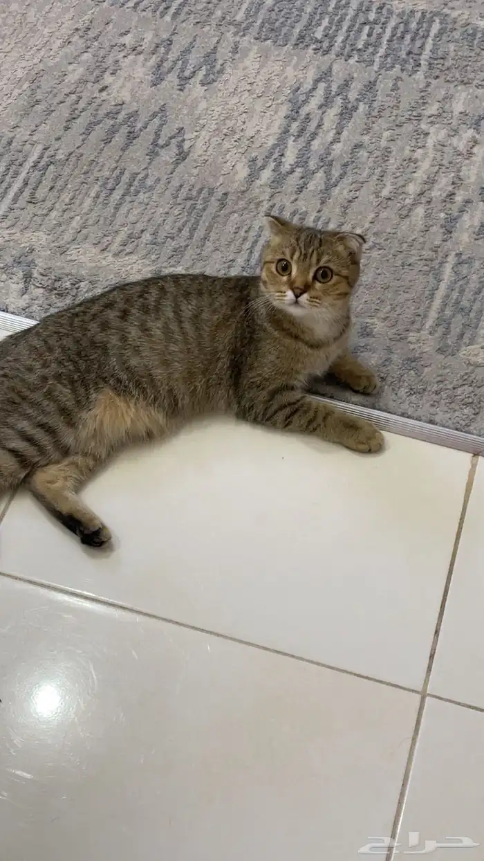 سكوتش فولد 2