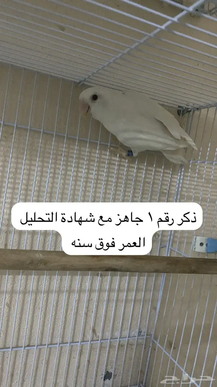 روز البينو ذكور -جملة اوتفريد 0