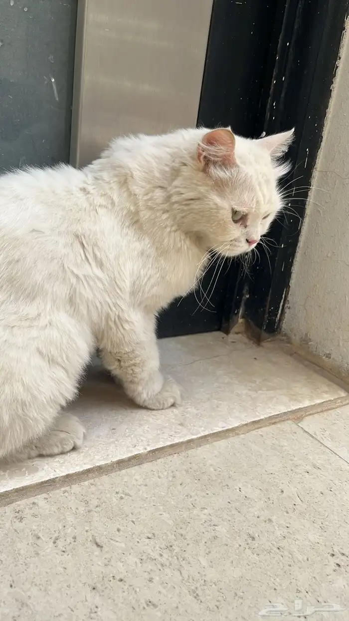 قط شيرازي للتنازل 2