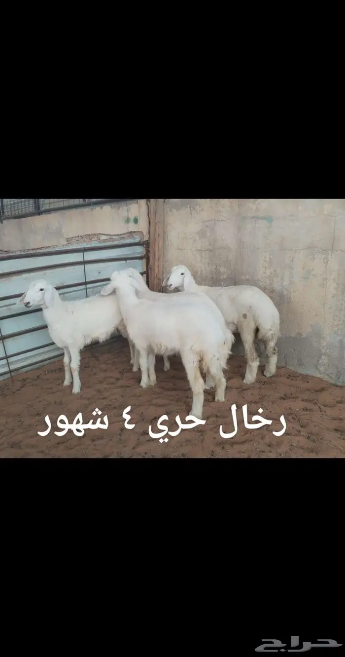 ذبايح.. نعيم . حري . نجد . تيوس .رفيدي 9
