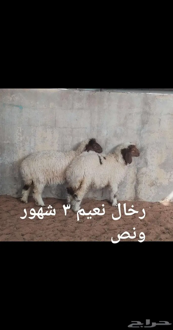 ذبايح.. نعيم . حري . نجد . تيوس .رفيدي 6