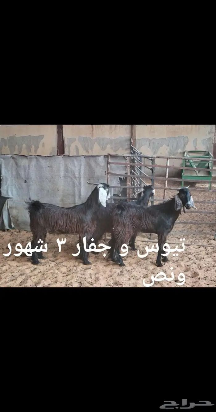 ذبايح.. نعيم . حري . نجد . تيوس .رفيدي 7