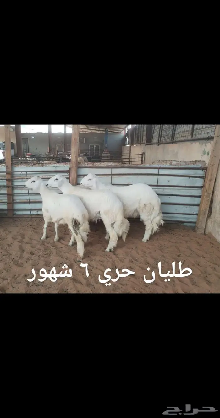 ذبايح.. نعيم . حري . نجد . تيوس .رفيدي 4