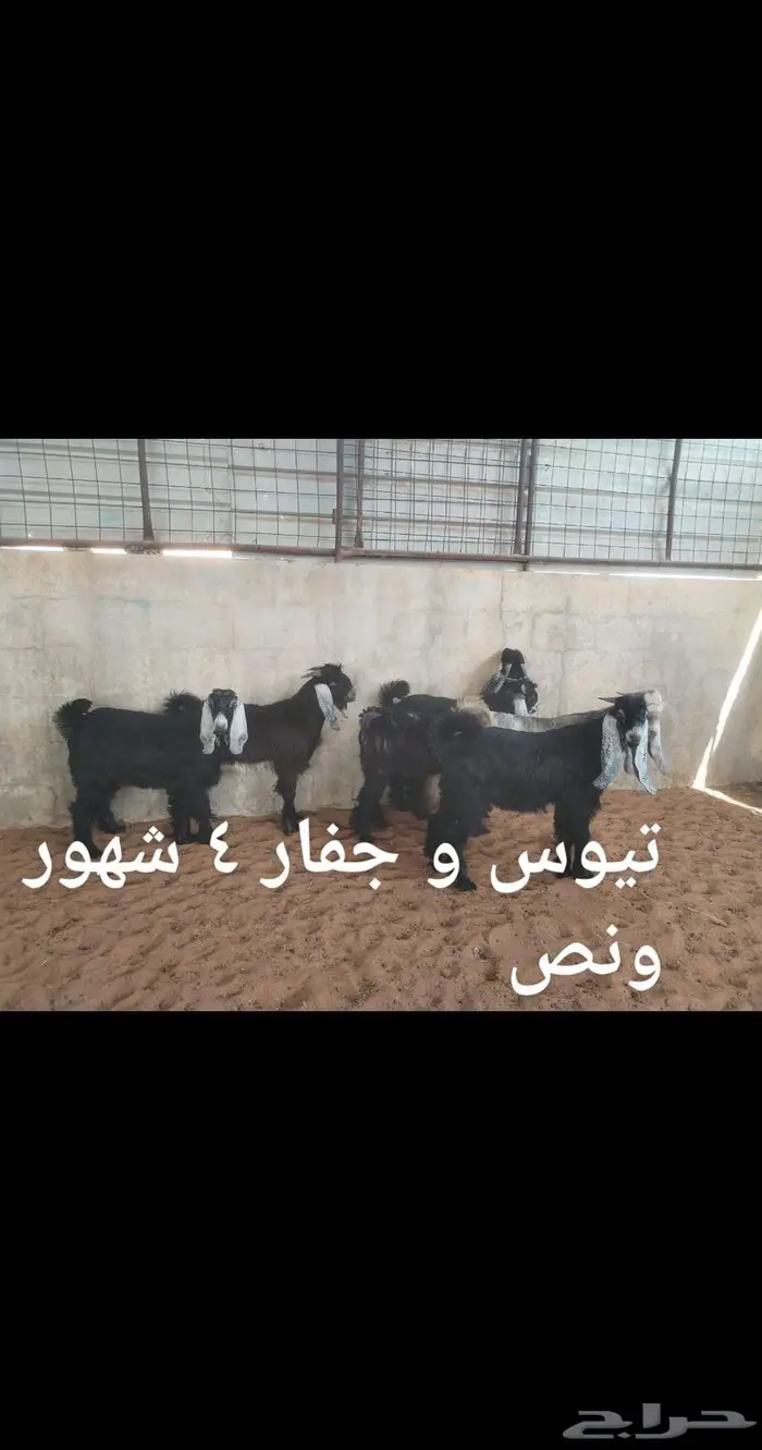 ذبايح.. نعيم . حري . نجد . تيوس .رفيدي 3