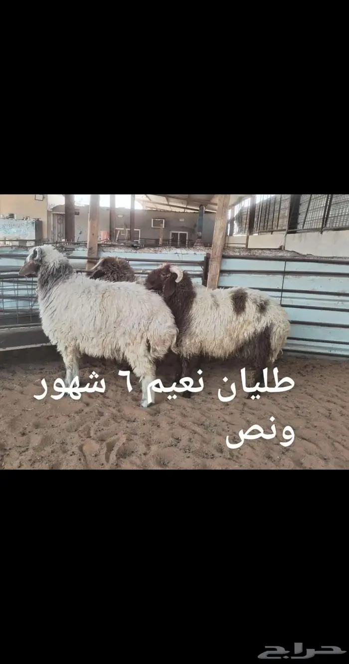 ذبايح.. نعيم . حري . نجد . تيوس .رفيدي 2