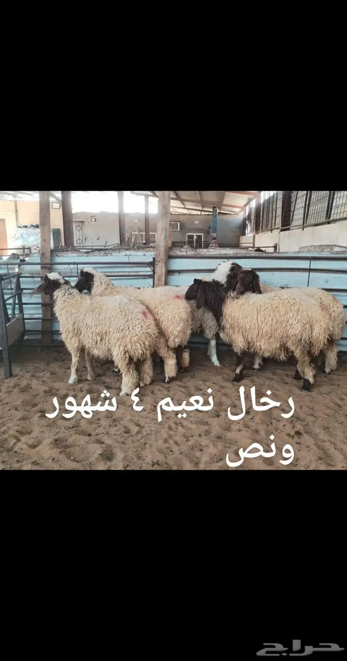ذبايح.. نعيم . حري . نجد . تيوس .رفيدي 1