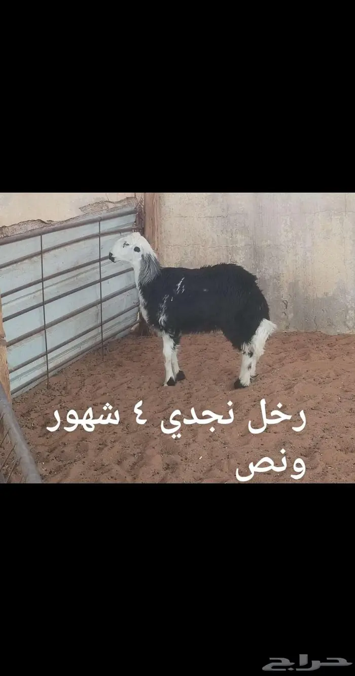 ذبايح.. نعيم . حري . نجد . تيوس .رفيدي 0