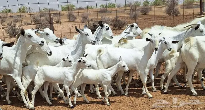 معزا بيشيات خلفات 16 با الفحل تحتها 16 عيالها ذبايح 3