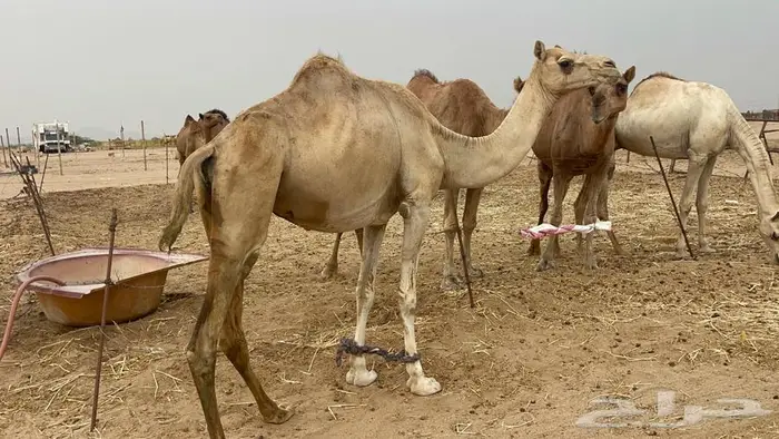 ناقه حره لقحه 2