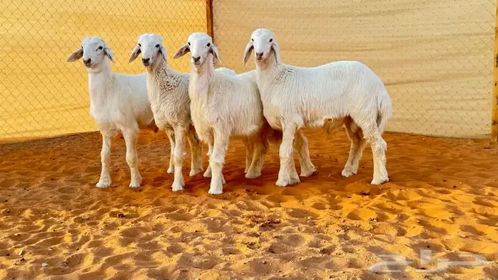 ابو عبدالله للذبايح 8