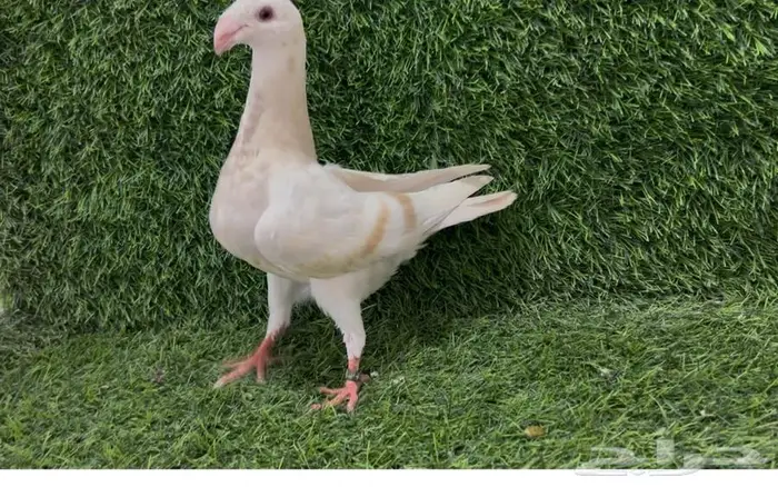 للبيع بيوتي هومر 0