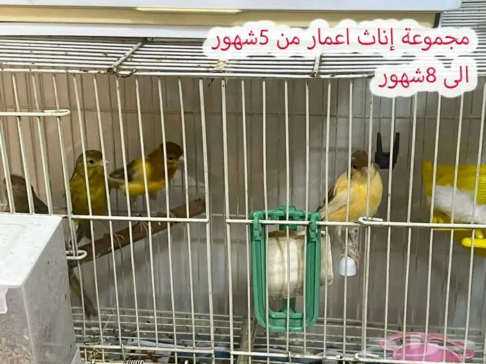 مجموعة طيور كناري منوعة 15