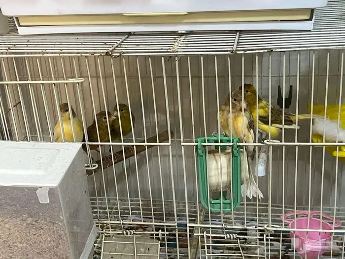 مجموعة طيور كناري منوعة 16