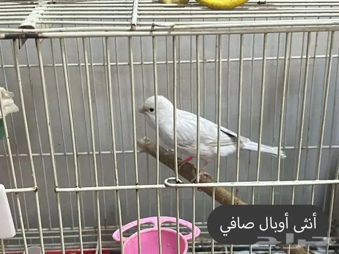 مجموعة طيور كناري منوعة 4