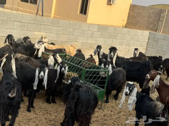معزاء للبيع 0