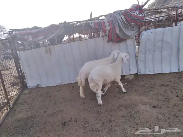 طليان ذبايح عدد 2 تم البيع 1