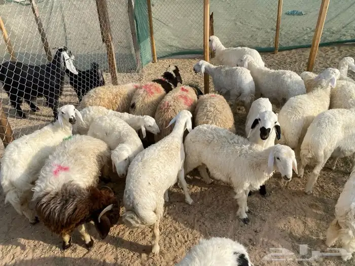 ذبائح طيبه 0