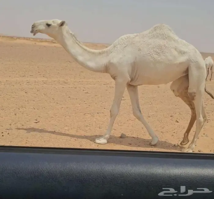 بكره وضحا 0