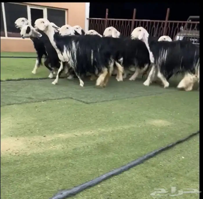 شياه نجد دفيع 0