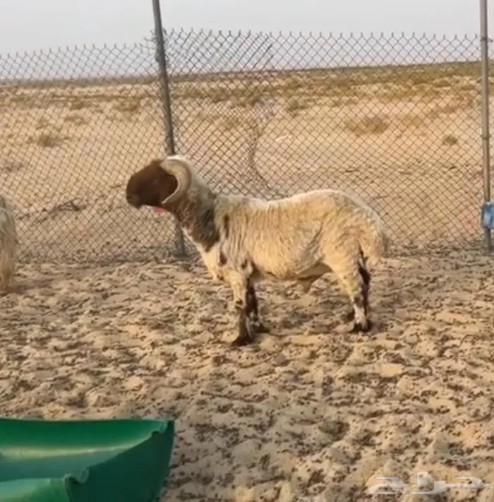فحل نعيمي رباع 2