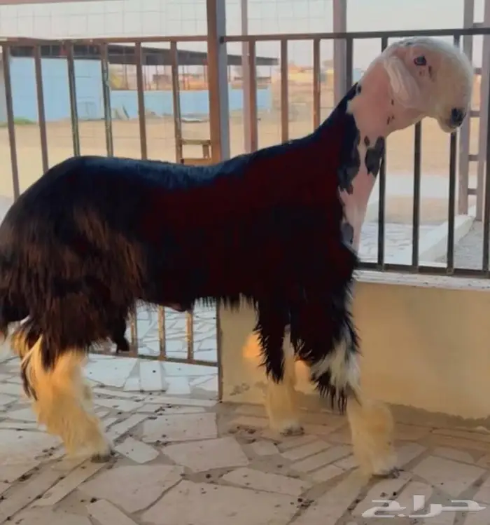 فحل نجدي مشروط 0