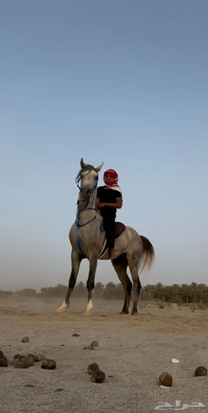 حصان كفو وسبوق 3