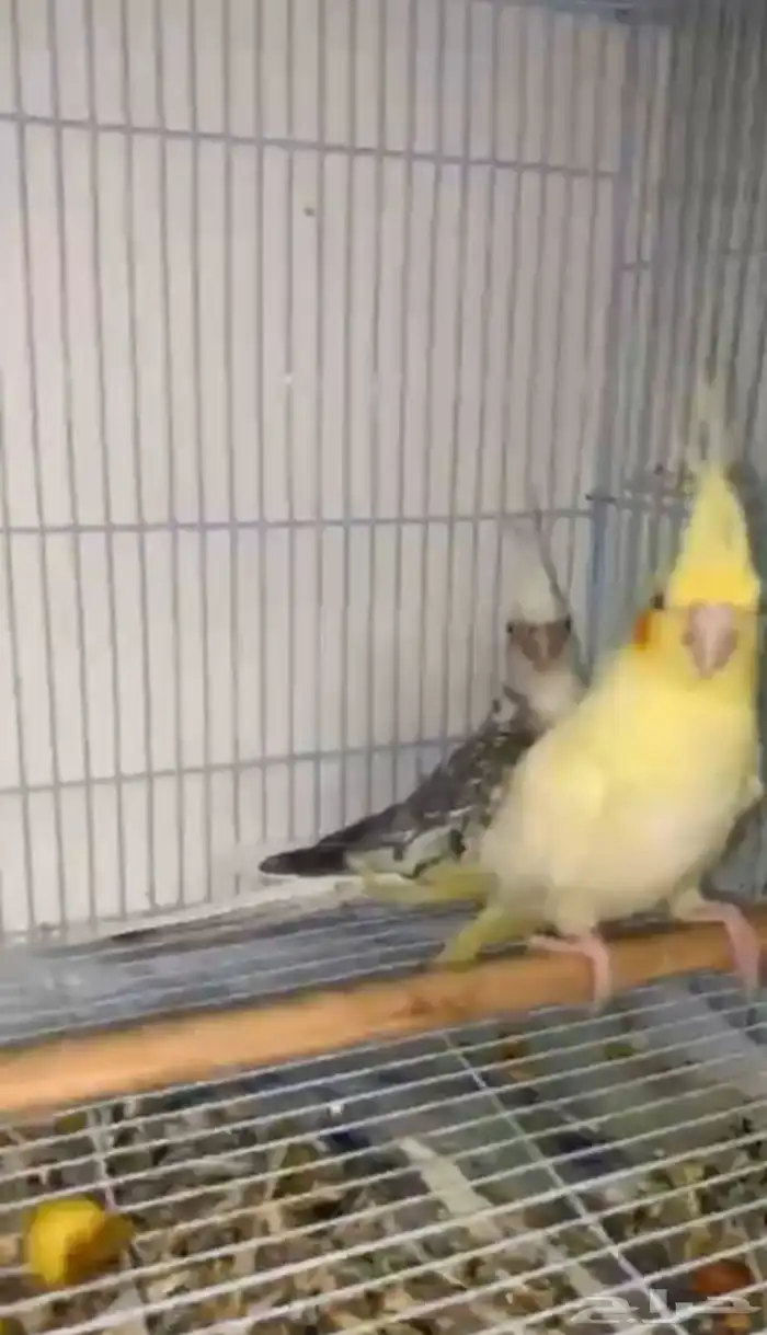 كروان لاتيني 1