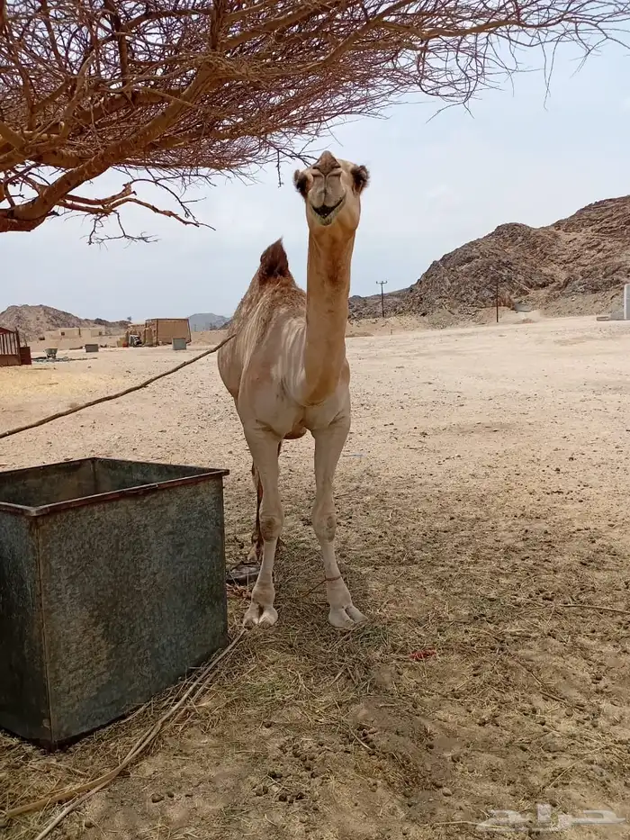 قعود مزاين 2