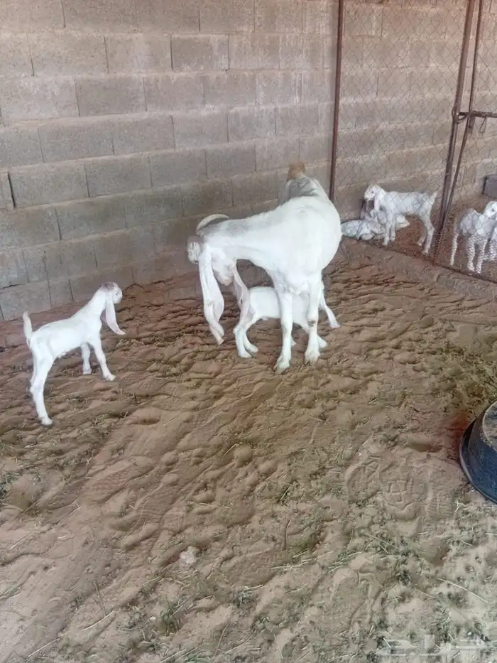 عنز مطوره برصا خصم 3